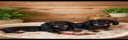 Miniature Dachshund dogs for sale: Last little girl she’s had 2nd vax KC reg READY  - Advert 4