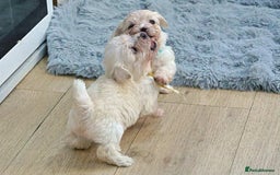 Maltese dogs for sale: Adorable maltese 3boys and 3 girls - Image 13