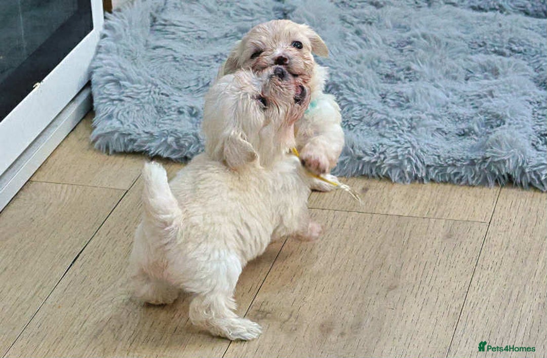 Maltese dogs for sale: Adorable maltese 3boys and 3 girls - Image 13