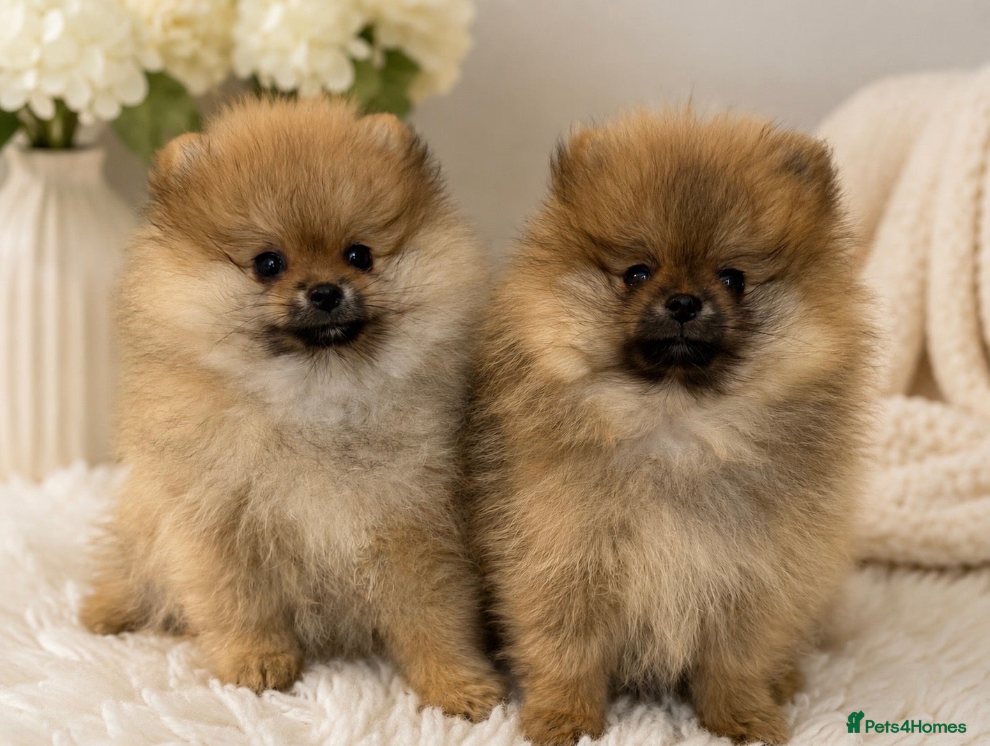 Pomeranian dogs ❤️ Exceptional KC Registered Pomeranian Puppies ❤️ - Advert 5