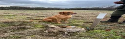 Mixed Breed dogs for sale: 5 week old whippador puppies  - Advert 2