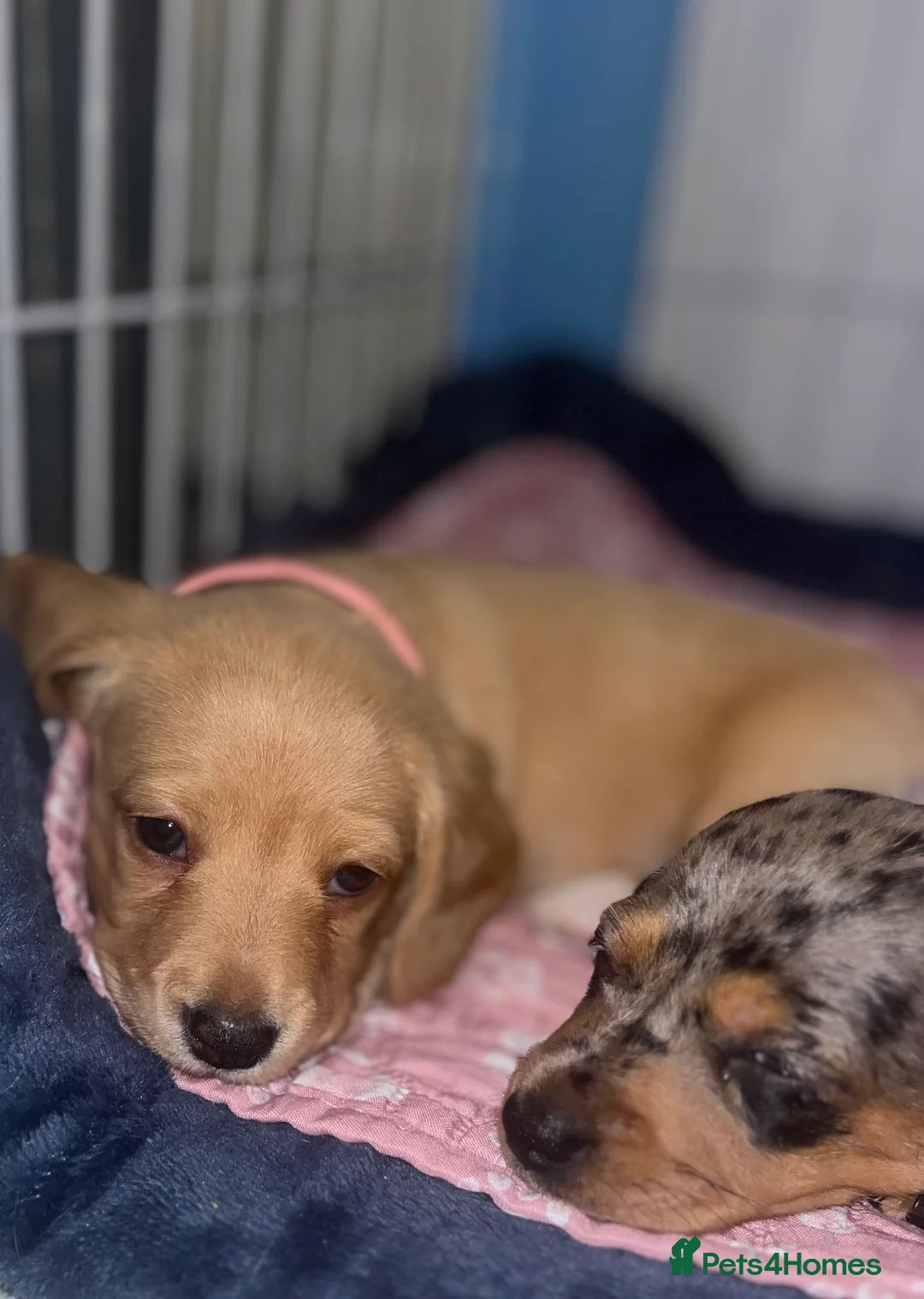 Miniature Dachshund dogs for sale: Minature Dachshunds (cream carriers) - Advert 13