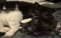 Mixed Breed cats for sale: Adorable Kittens, super cute!  - Image 13
