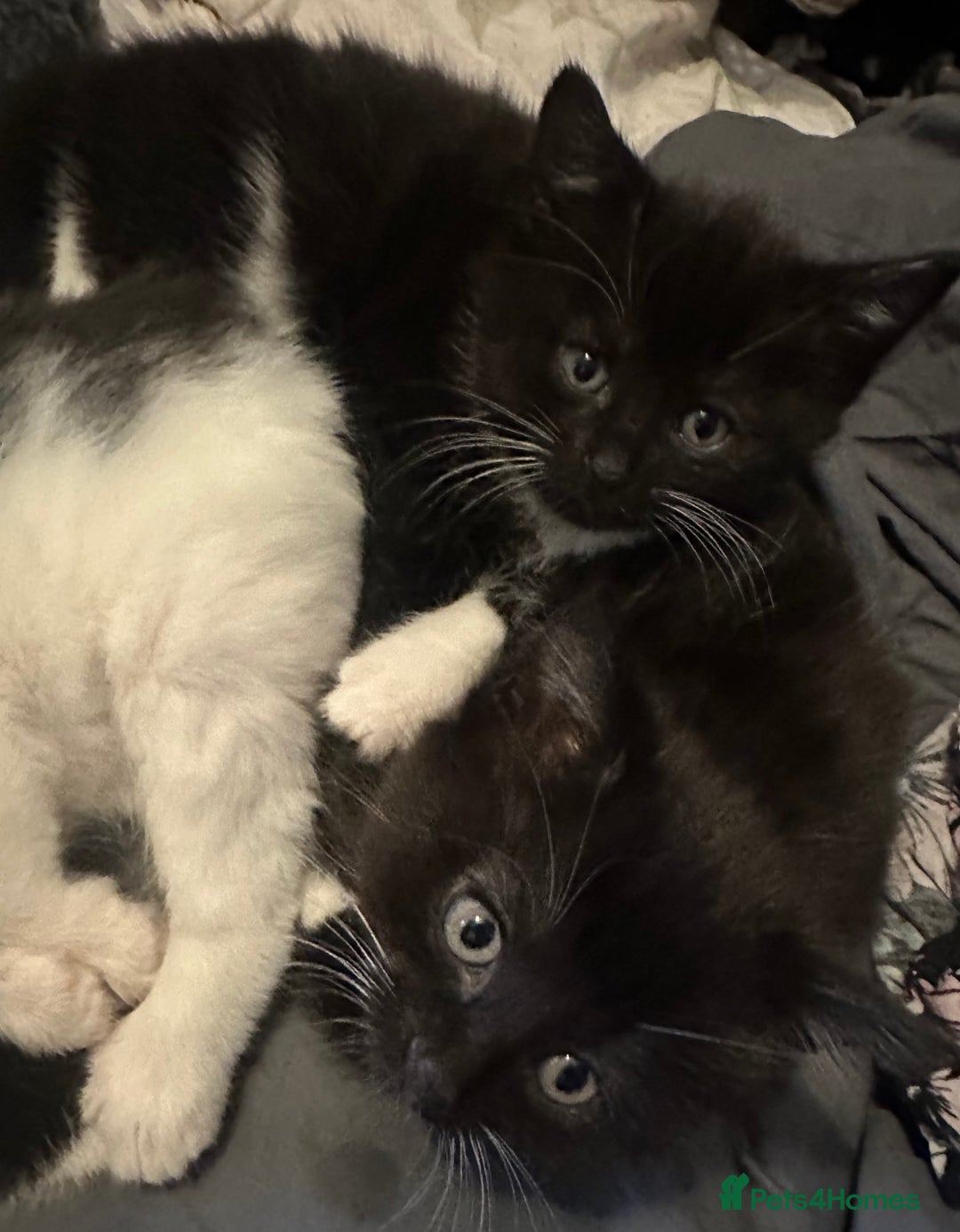 Mixed Breed cats for sale: Adorable Kittens, super cute!  - Image 13