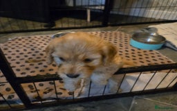 Cockapoo dogs for sale: Fb1 cockapoo  - Image 9