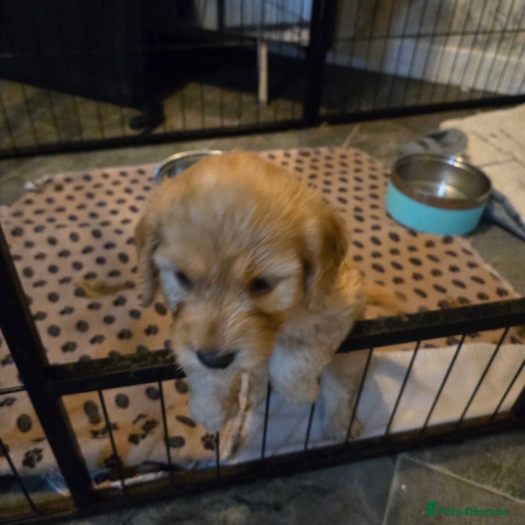 Cockapoo dogs for sale: Fb1 cockapoo  - Image 9