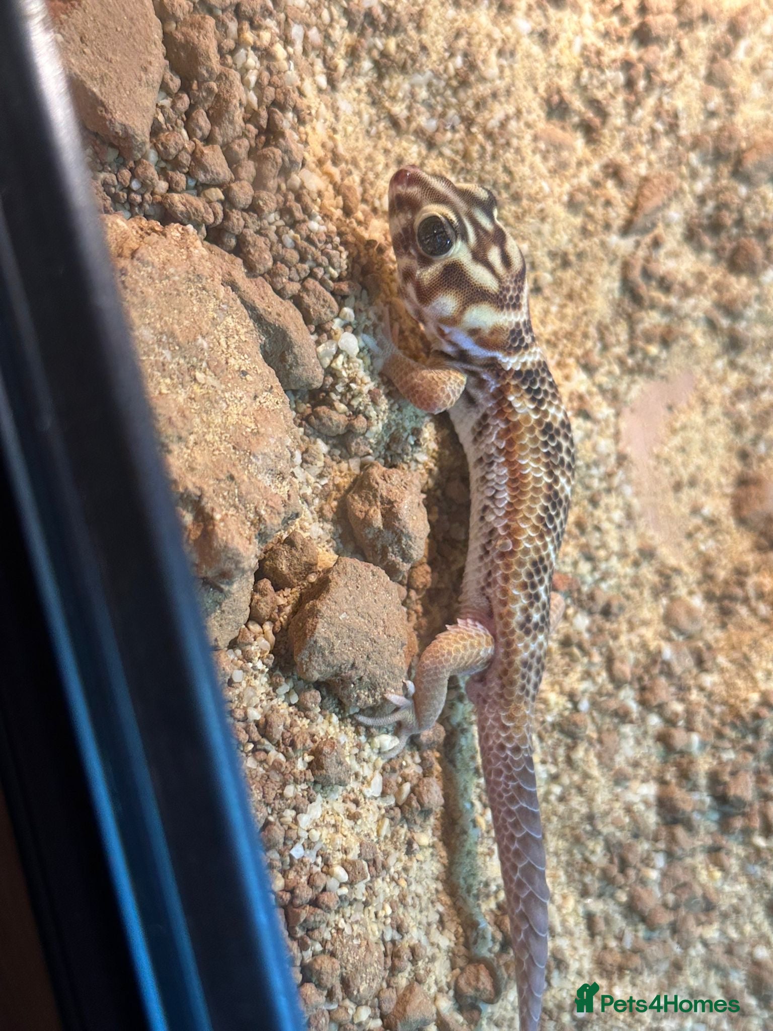 Leopard Gecko reptiles Persian Wonder Gecko With Full Set Up  - Advert 2