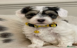 Havanese dogs for sale: Adorable Havaton Puppies  - Image 3