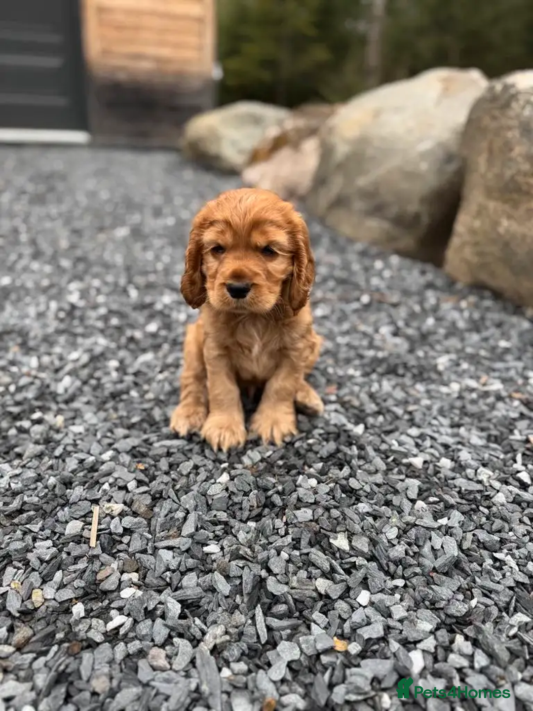 Cocker Spaniel dogs for sale: 3 litter cocker spaniels - Image 2