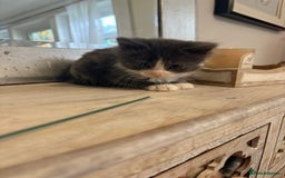 Russian Blue cats for sale: 2 blue and white long haired kittens  - Image 4