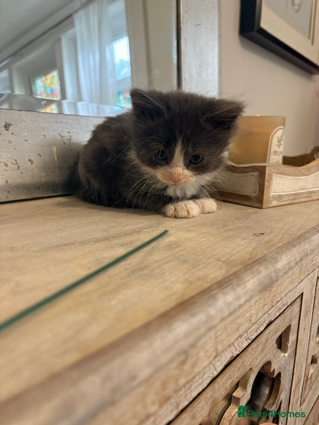 Russian Blue cats for sale: 2 blue and white long haired kittens  - Image 4