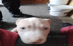 American Bulldog dogs for sale: Beautiful American bulldog  - Image 2