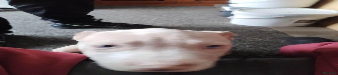 American Bulldog Puppy 4