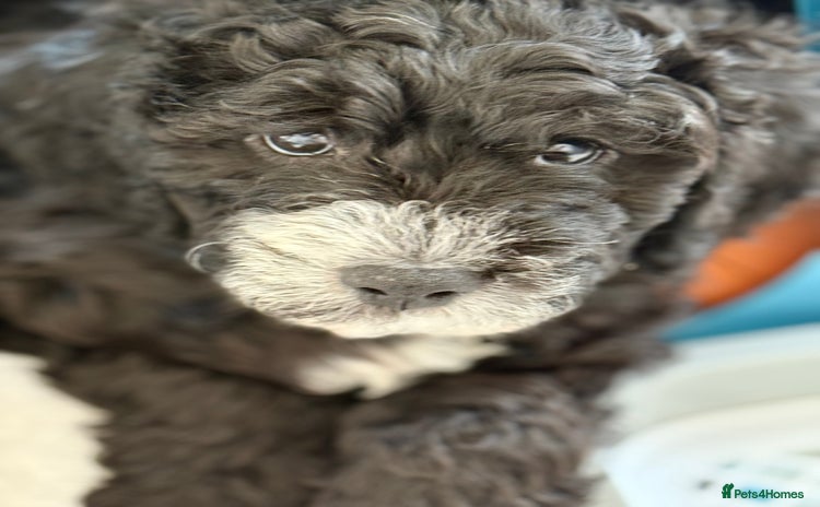 Cockapoo dogs - Advert 3
