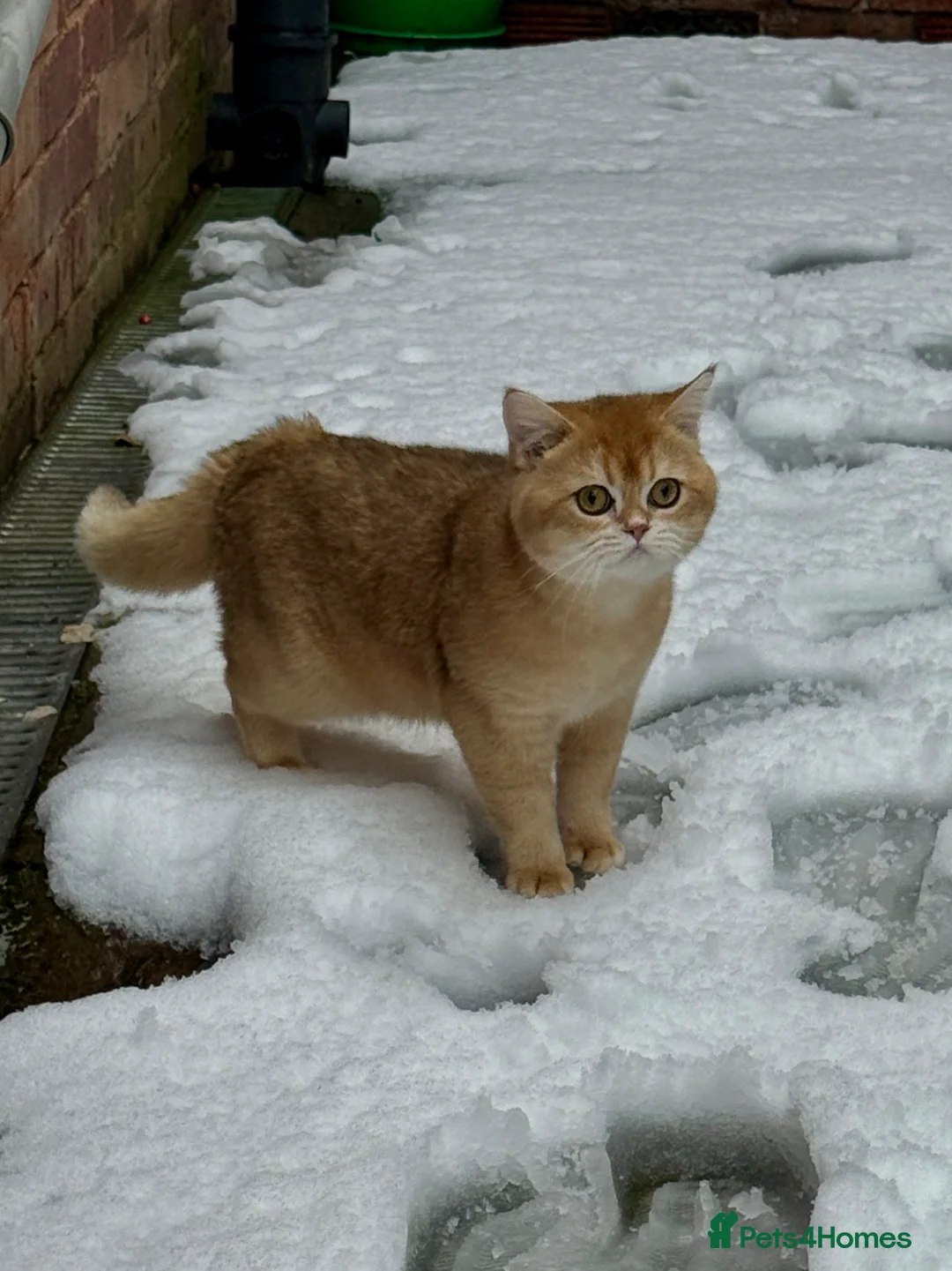 Scottish Fold cats for sale: Male Black Golden Tipped Scottish Straight - Advert 2