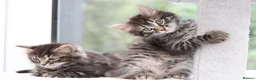 Mixed Breed cats for sale: 3 Lovely Kittens Ready to be Collected - Advert 9