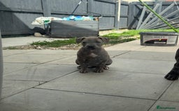 American Bulldog dogs for sale: Ivory 9 week old puppy for sale  - Image 6