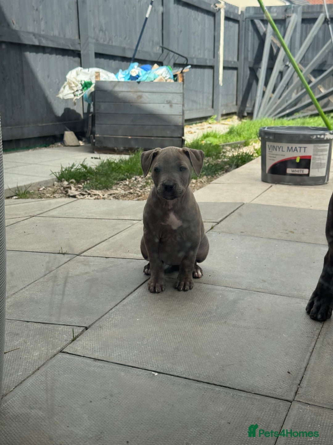 American Bulldog dogs for sale: Ivory 9 week old puppy for sale  - Image 6