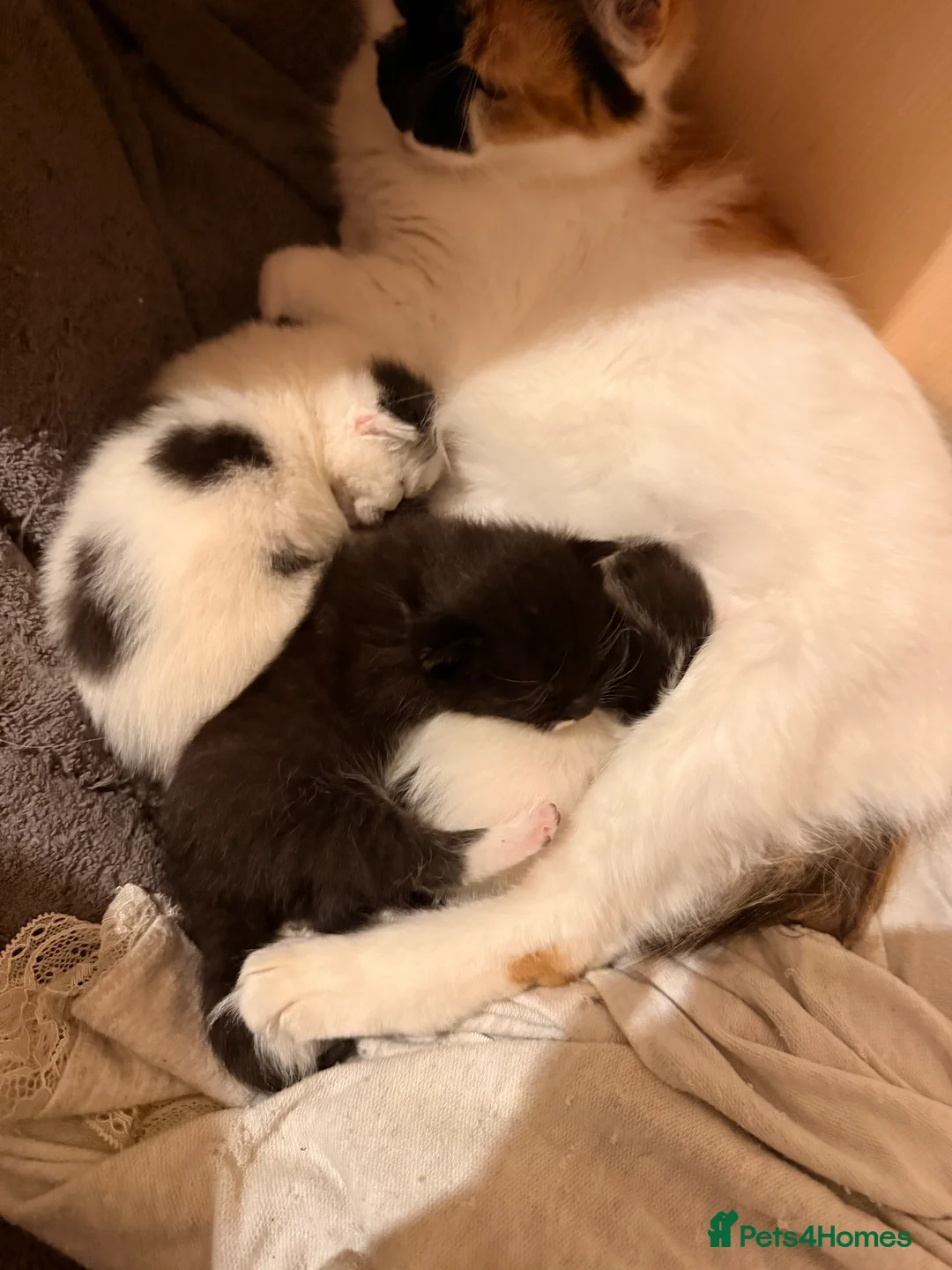 Mixed Breed cats for sale: 3 super friendly girls  - Advert 9