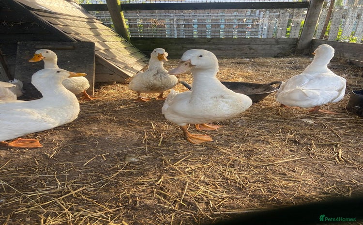 Ducks poultry - Advert 16