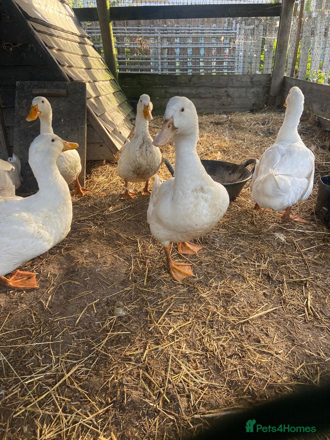 Ducks poultry for sale: Beautiful free range male ducks very friendly  - Image 1