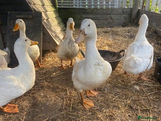 Ducks poultry - Advert 14