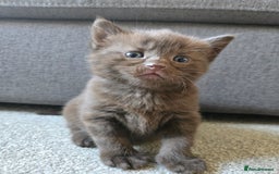 Norwegian Forest Cat cats for sale: Nfc/bsh beautiful mix  - Image 1