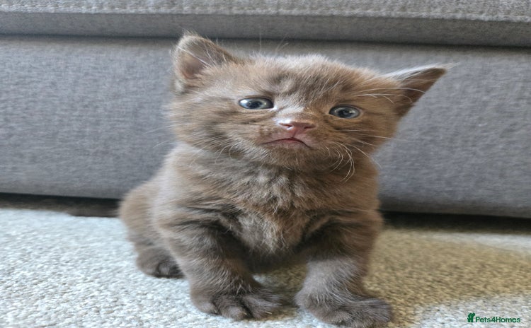 Norwegian Forest Cat cats - Advert 12