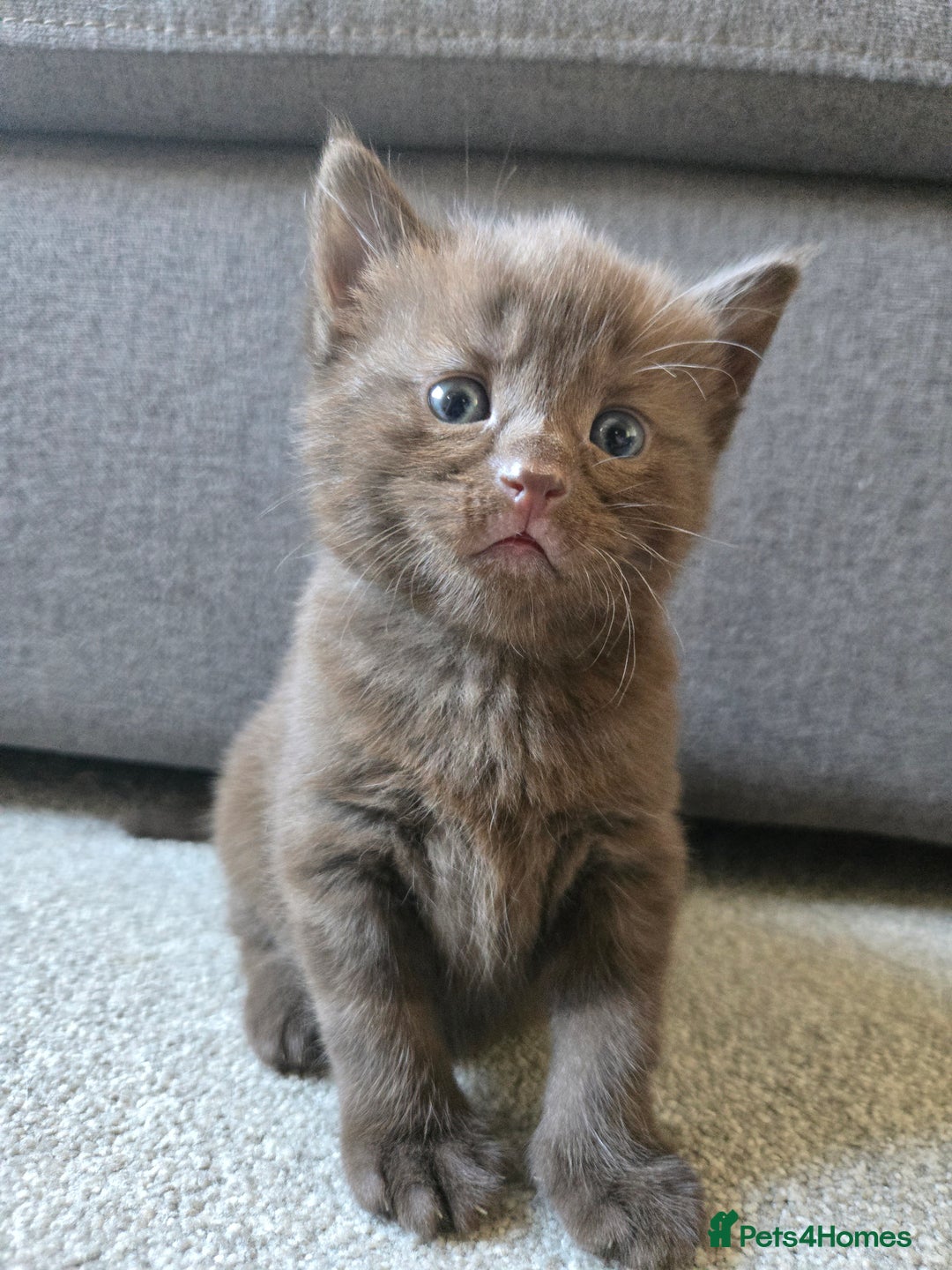 Norwegian Forest Cat cats for sale: Nfc/bsh beautiful mix  - Image 1