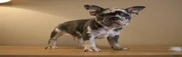 French Bulldog dogs for sale: Stunning Frenchie pups  - Advert 19