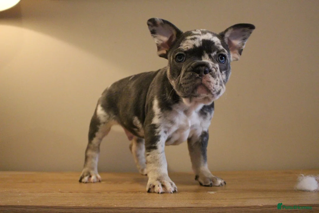 French Bulldog dogs for sale: Stunning Frenchie pups  - Advert 19