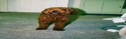 Miniature Poodle dogs for stud: Reggie Miniature KC registered Poodle   - Advert 5