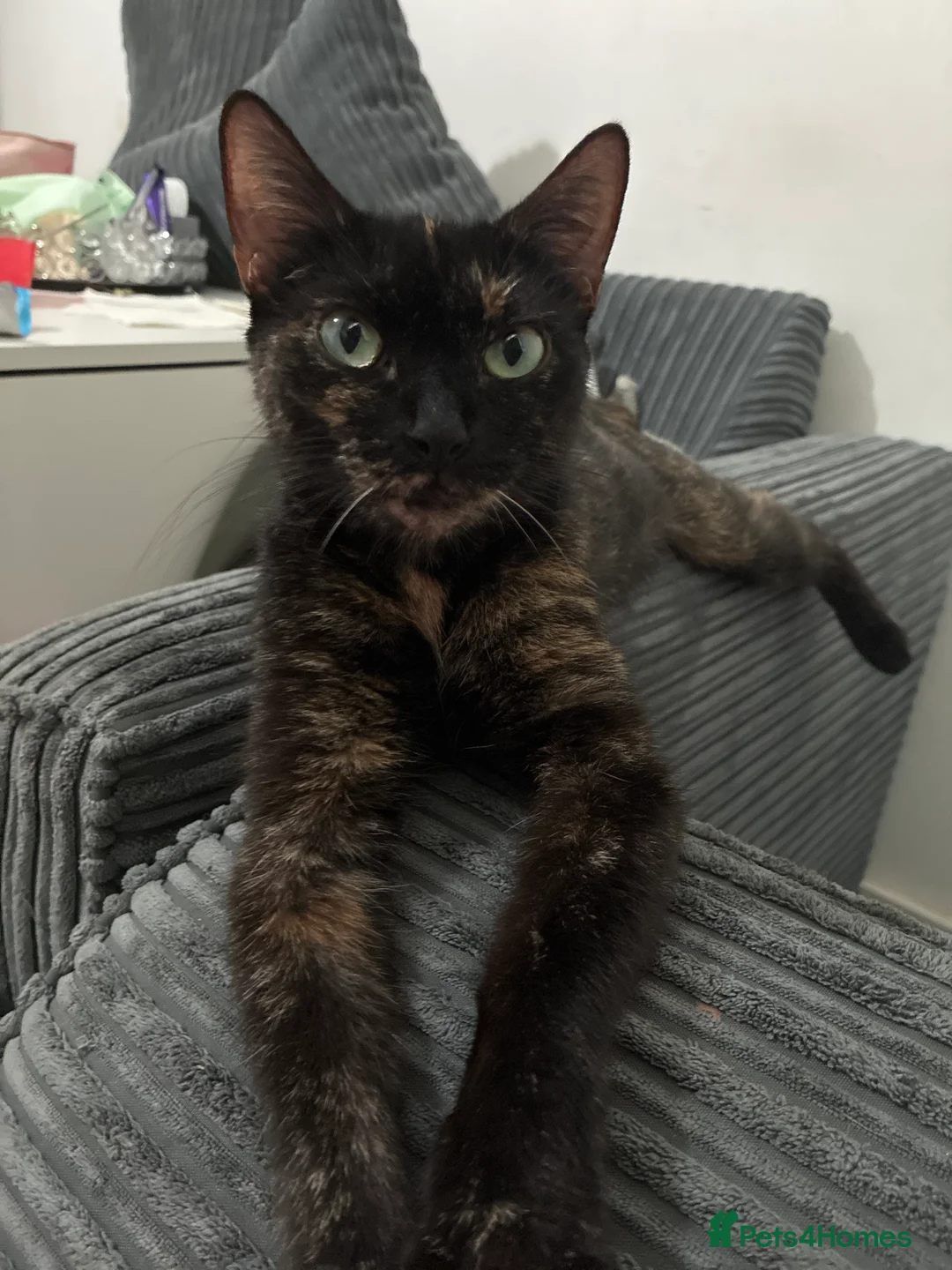Mixed Breed cats for sale: Stunning Domestic Longhair Kittens–Reserving Now!  - Advert 2