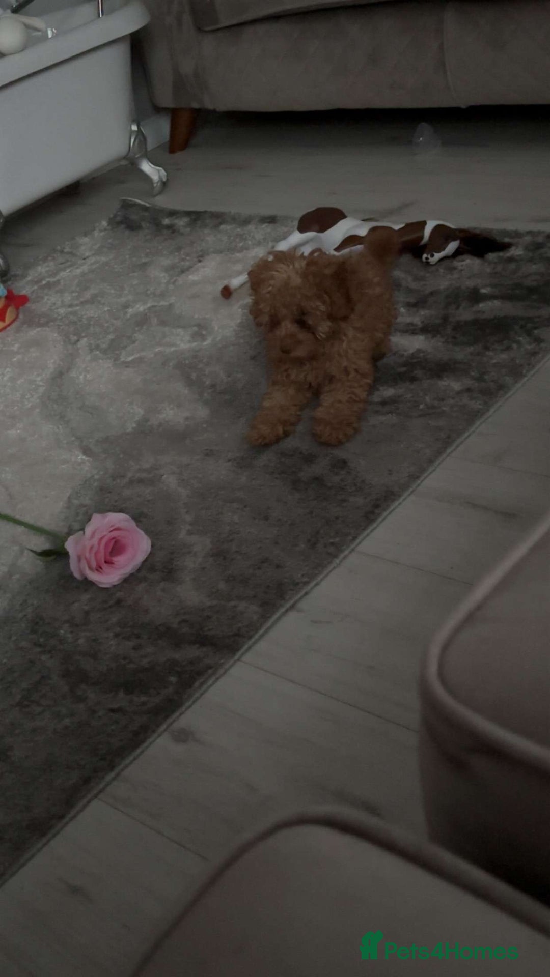 Poodle dogs for sale: Poodle puppies  - Image 18