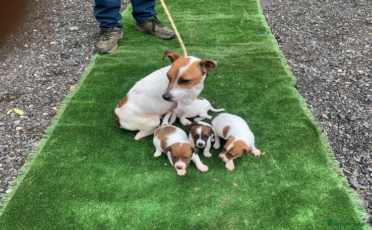 Jack Russell dogs - Advert 10