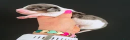 Miniature Dachshund dogs for stud: Dapple Piebald Stud 💫  - Advert 10