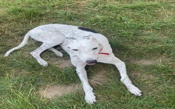 Greyhound dogs for sale: Gentle boy needing a new sofa - Image 3
