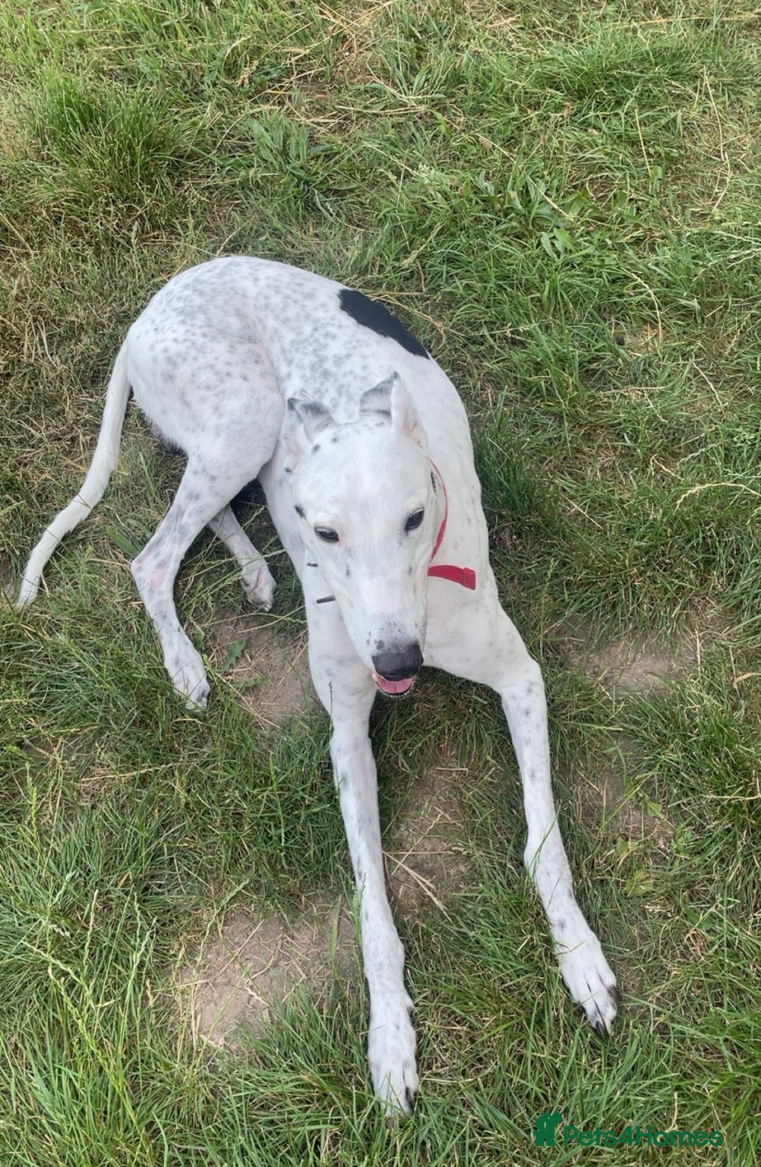 Greyhound dogs for sale: Gentle boy needing a new sofa - Image 3