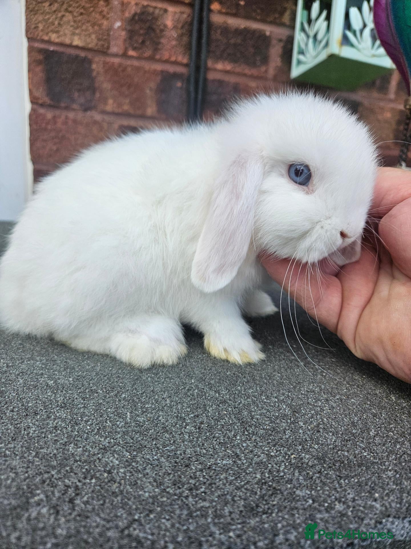 Mini Lop rabbits  baby mini lops  - Advert 1