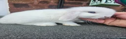 Mini Lop rabbits for sale:  baby mini lops  - Advert 1