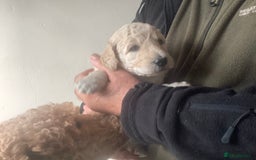 Standard Poodle dogs for sale: KC Standard Poodle Pups - Image 7