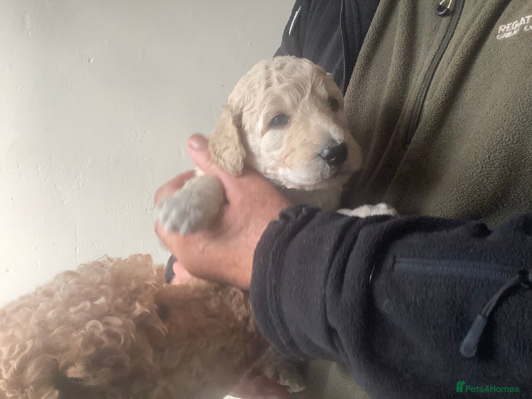 Standard Poodle dogs for sale: KC Standard Poodle Pups - Image 7