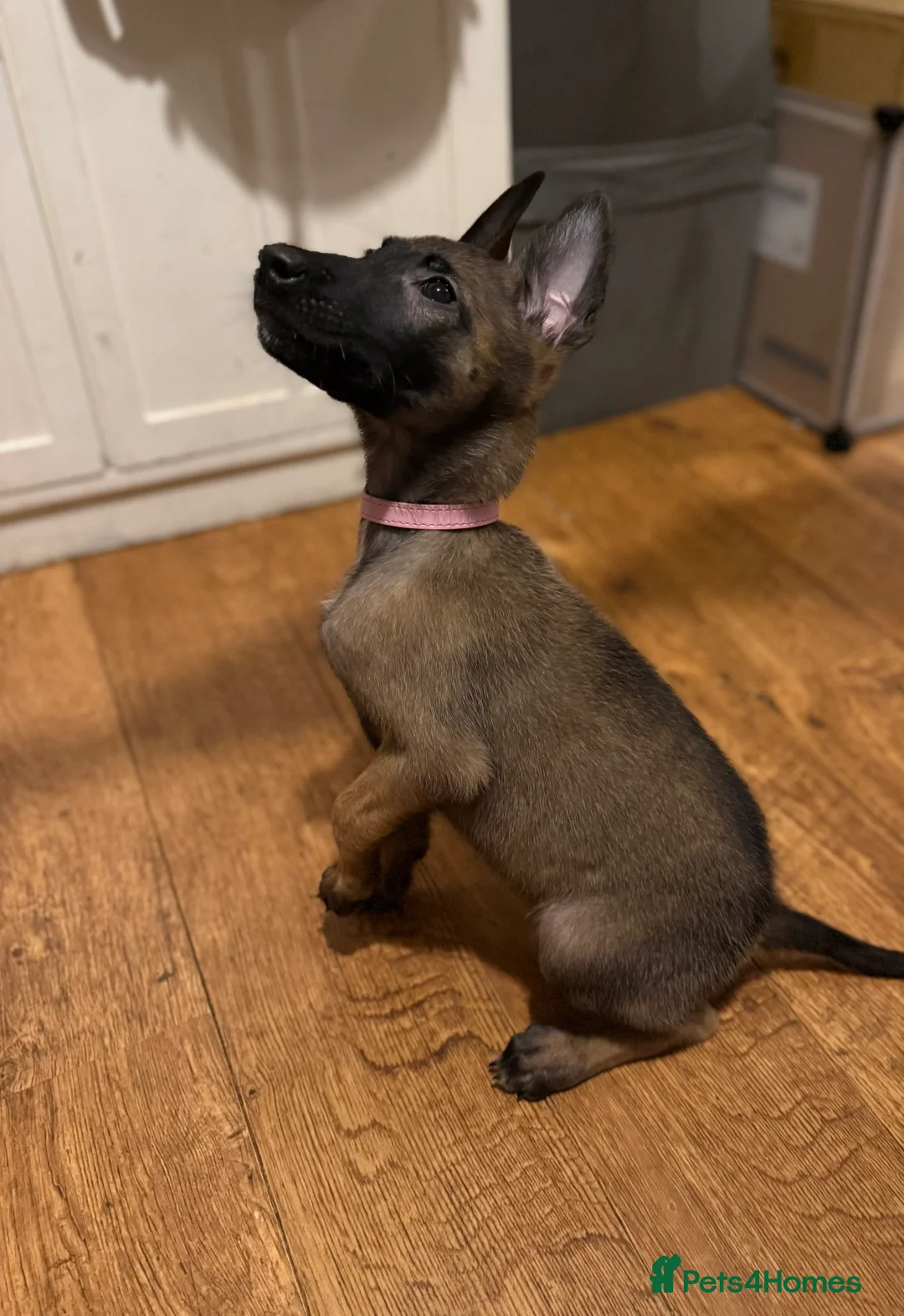 Belgian Shepherd Dog dogs for sale: TOP QUALITY Belgian Malinois Puppies - Advert 16