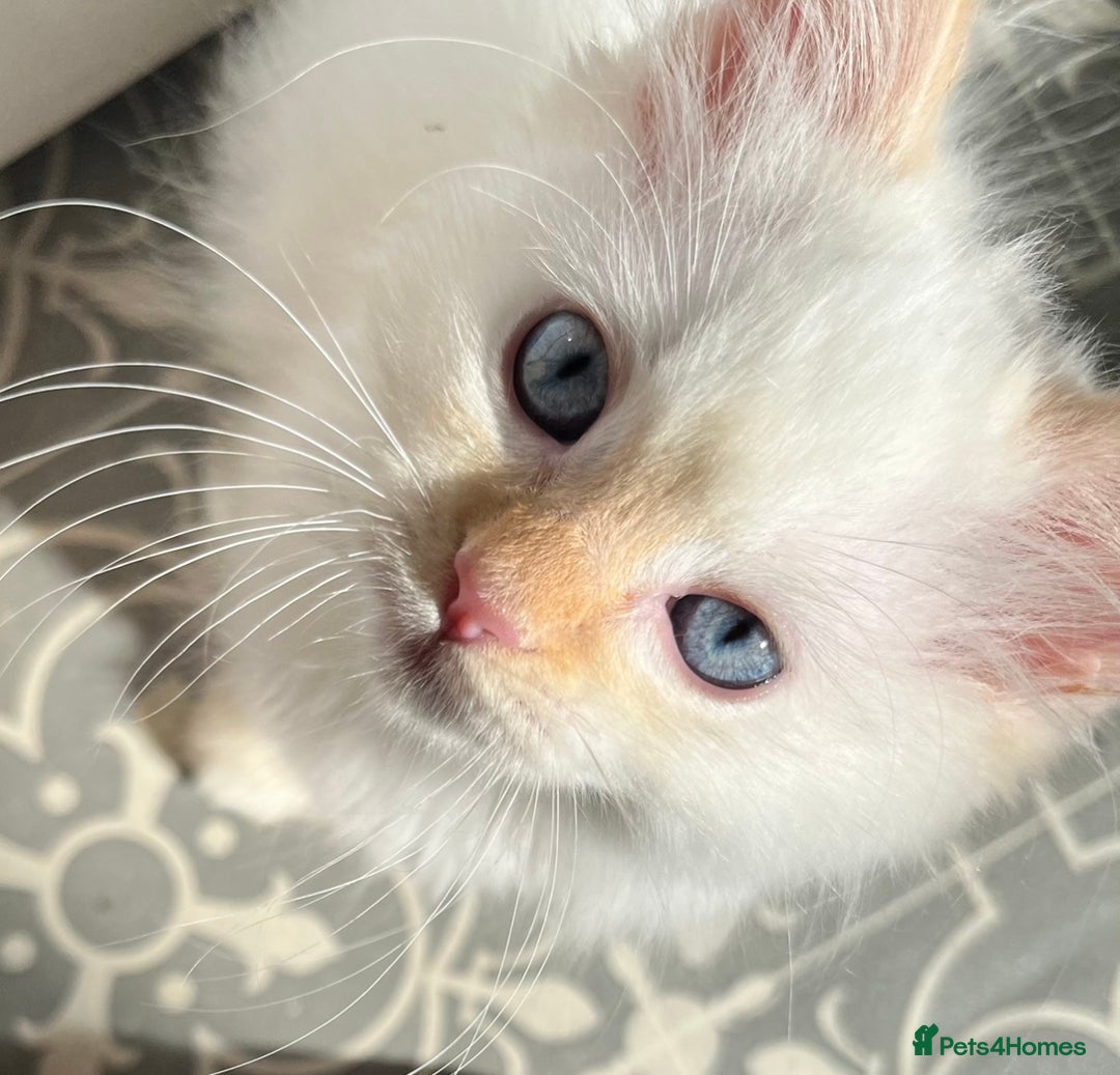 Ragdoll cats for sale: 3 boys remaining  - Image 3