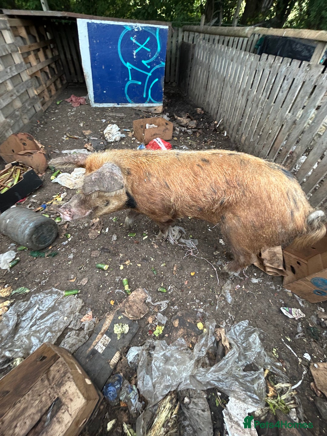 Pig livestock for sale: Tamsworth bore - Image 5