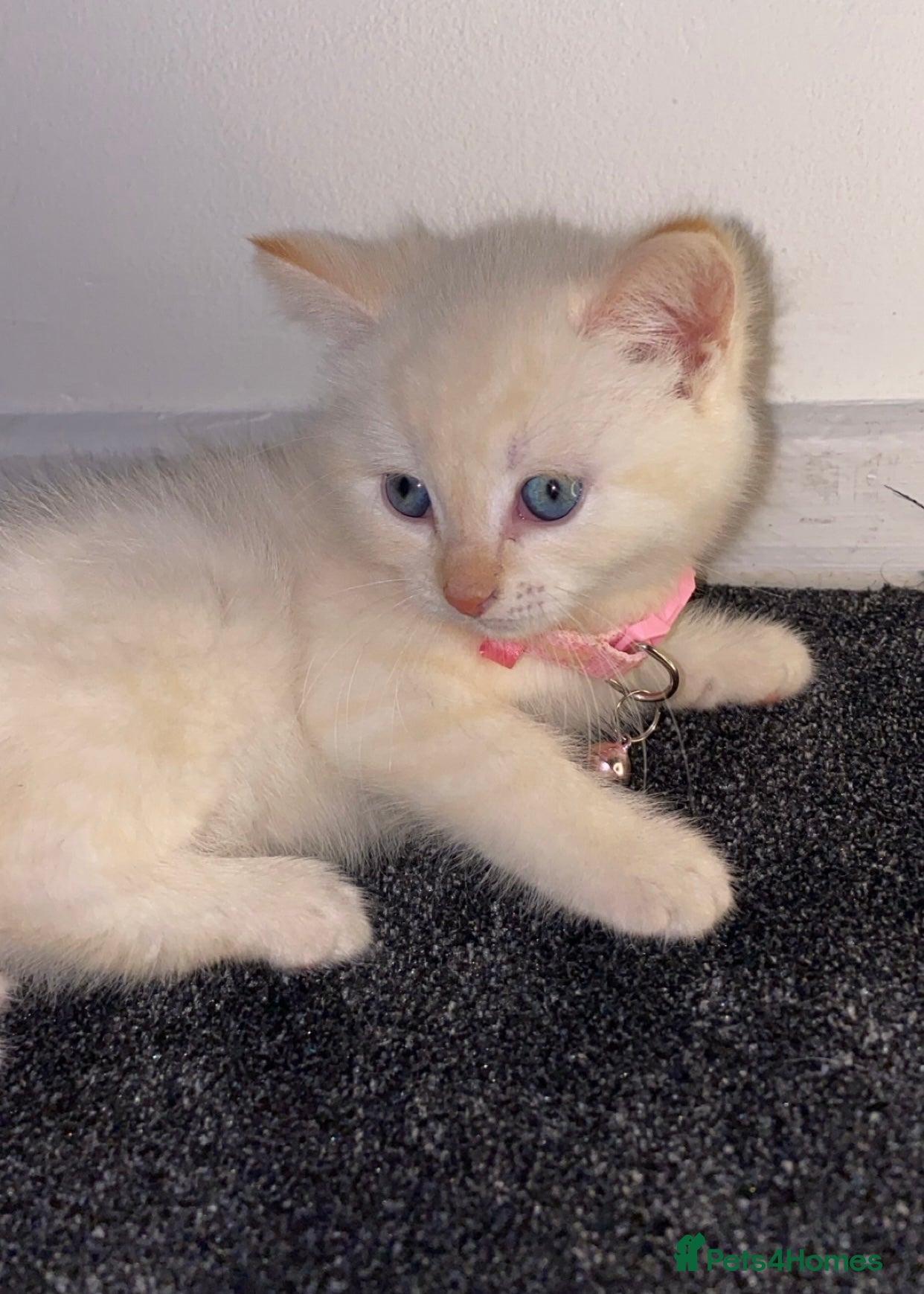 Siamese cats Fluffy flame point Siamese kitten - Advert 18