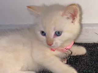 Siamese cats Fluffy flame point Siamese kitten - Advert 18