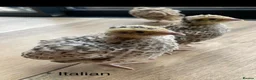 Quail poultry for sale:  Various age quails £5-£12 - Advert 6
