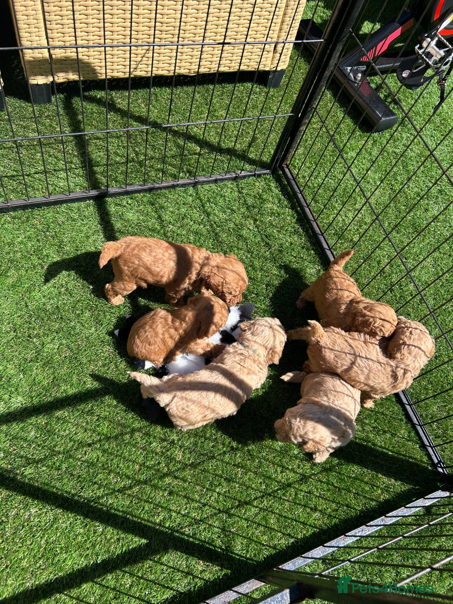 Poochon dogs Toy poochon - Advert 14