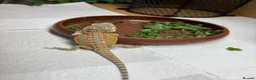 Bearded Dragon reptiles for sale: Super friendly baby bearded dragons - Advert 10